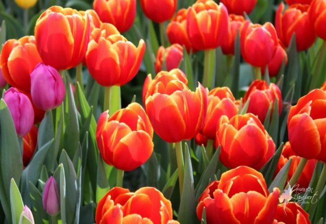 lighting canon collective photography events