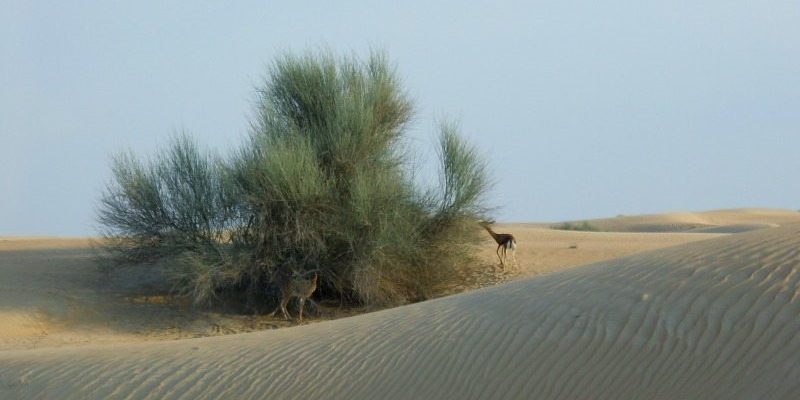 Dubai and the Desert