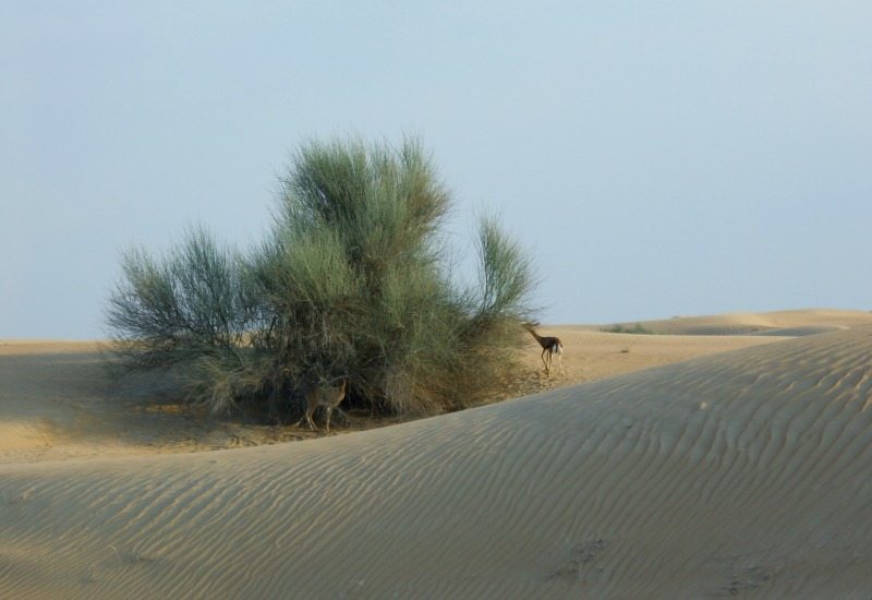 Dubai and the Desert Dubai and the Desert