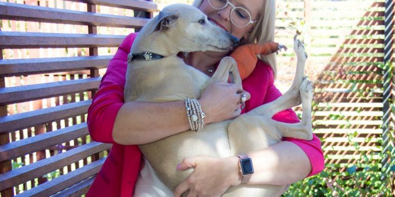 Goodbye Cleo the whippet