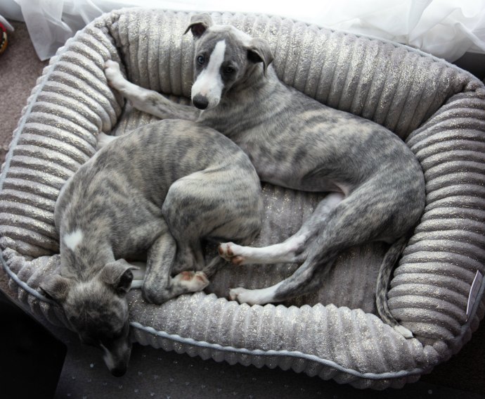 Blue whippet deals puppies