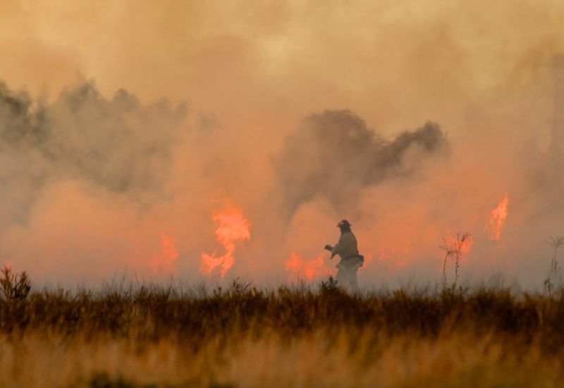 australian bush fire crisis donate Australian bushfire crisis how you can help