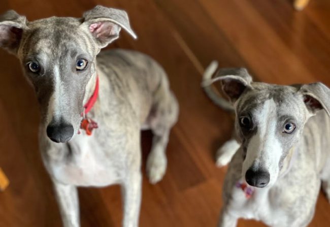 How to use your pet as inspiration for your style recipe