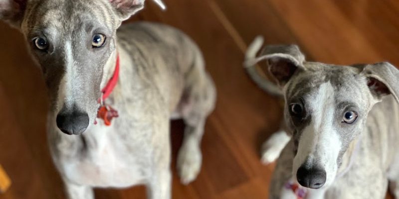 How to use your pet as inspiration for your style recipe