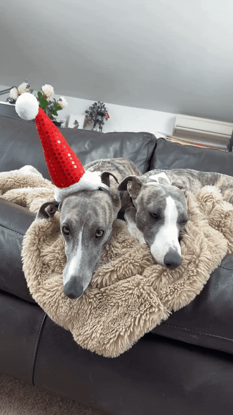 Happy Christmas from the Christmas Whippets Bo and Arrow