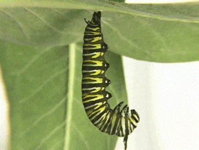 Transform your style like a caterpillar goes into a cocoon before emerging as a butterfly