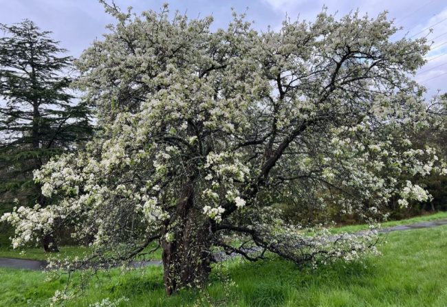 1860s pear tree ruffey lake park Age and beauty - the old pear tree in Ruffey Lake Park - how nature can teach us to accept our beauty as we age