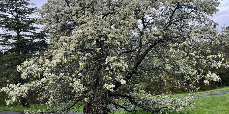 1860s pear tree ruffey lake park Age and beauty - the old pear tree in Ruffey Lake Park - how nature can teach us to accept our beauty as we age